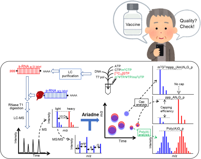 Mass Spectrometry For Quality Control Of MRNA Medications